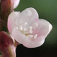 Thumbnail Picture of Persicaria maculosa
