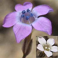 Thumbnail Picture of Navarretia leptalea