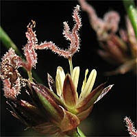Thumbnail Picture of Juncus phaeocephalus var. paniculatus