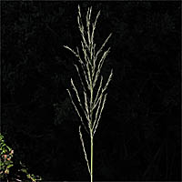 Thumbnail Picture of Leptochloa fusca ssp. uninervia
