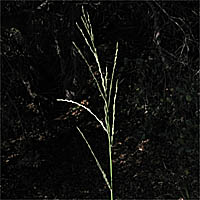 Thumbnail Picture of Leptochloa fusca ssp. fascicularis