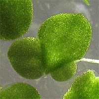 Thumbnail Picture of Lemna minor