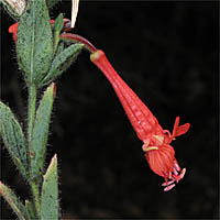 Thumbnail Picture of Broadleaved California Fuchsia