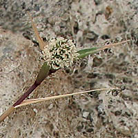 Thumbnail Picture of Swamp Prickle Grass