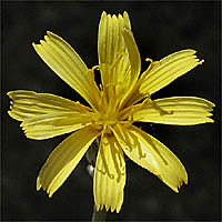 Thumbnail Picture of Chondrilla juncea
