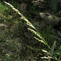 Thumbnail Picture of Festuca arundinacea