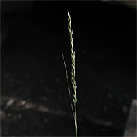 Thumbnail Picture of Dune Bent Grass