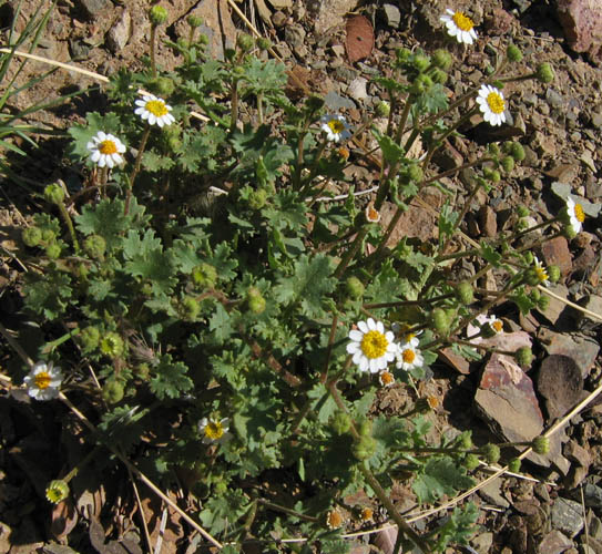 Detailed Picture 5 of Rock Daisy