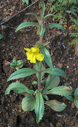 Detailed Picture 3 of Yellow Monkey Flower