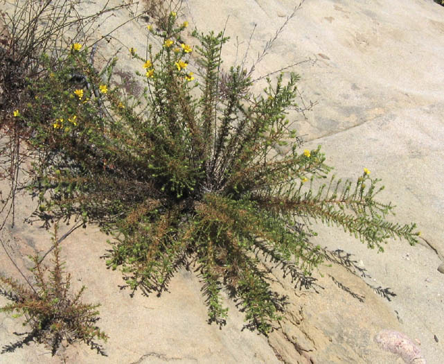 Detailed Picture 4 of Santa Susana Tarweed