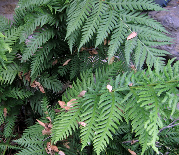 Detailed Picture 1 of Giant Chain Fern