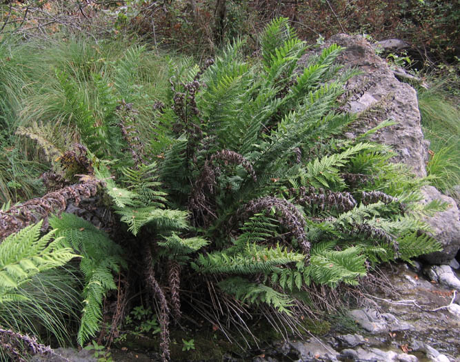 Detailed Picture 4 of Giant Chain Fern