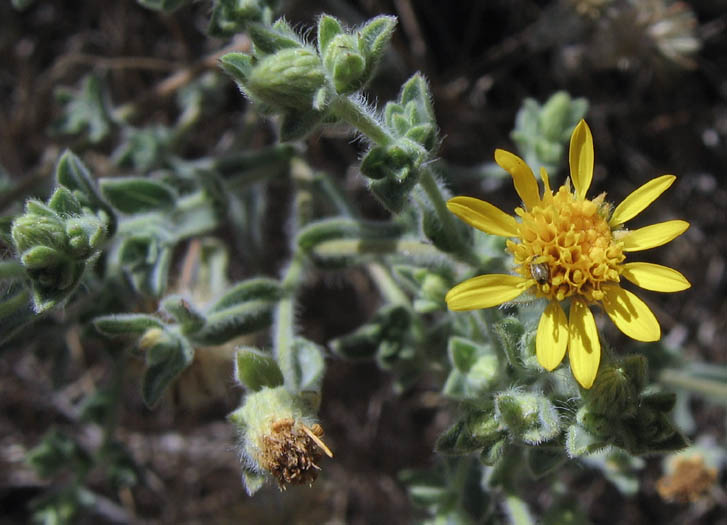 Detailed Picture 4 of Hairy Golden-aster