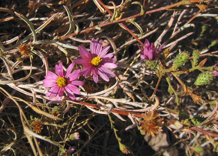Detailed Picture 8 of Woolly Aster