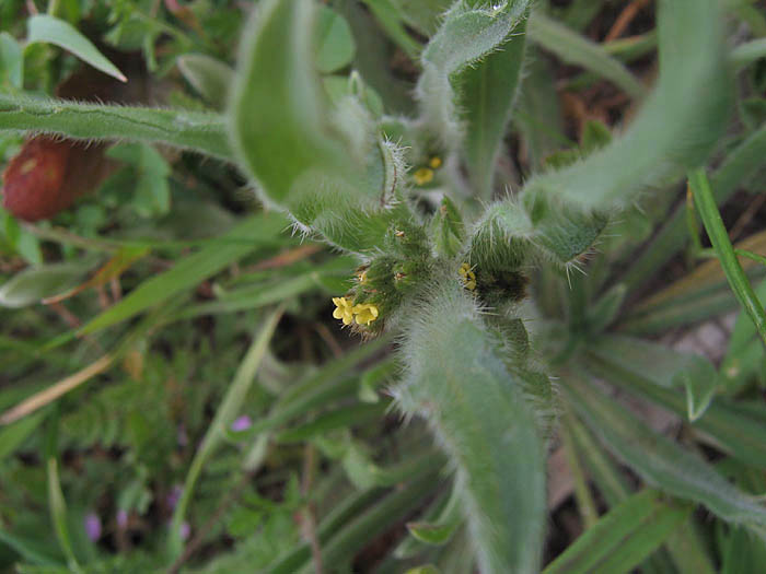 Detailed Picture 3 of Small-Flowered Fiddleneck