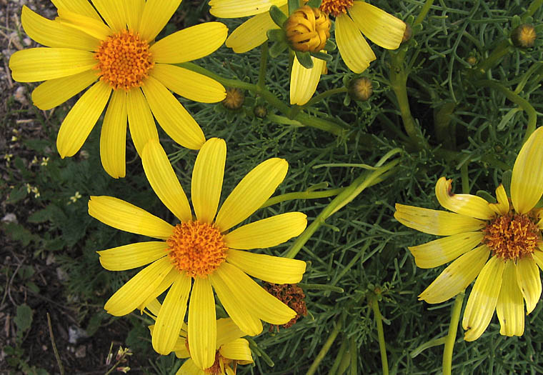 Detailed Picture 1 of Giant Coreopsis