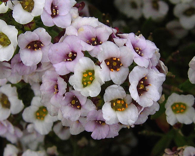 Detailed Picture 4 of Sweet Alyssum