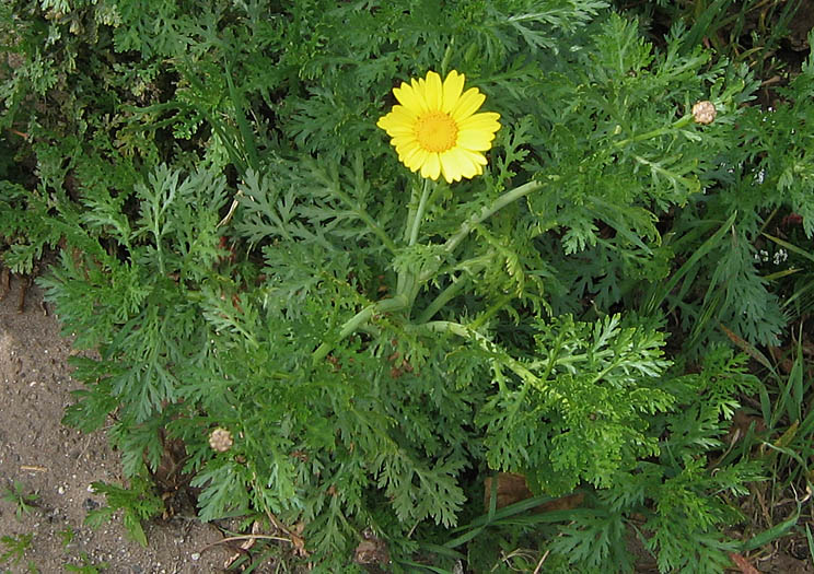Detailed Picture 4 of Garland Chrysanthemum