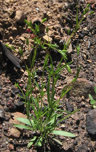Detailed Picture 4 of Sleepy Catchfly