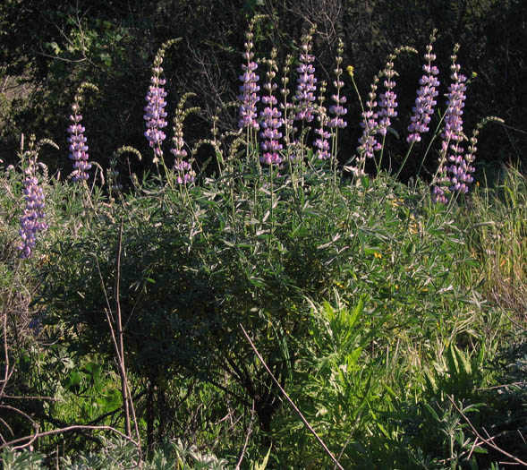 Detailed Picture 3 of Bush Lupine
