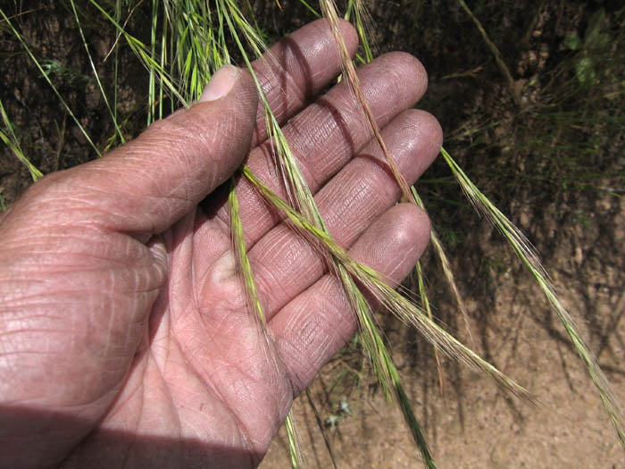 Detailed Picture 5 of Rat-tail Fescue
