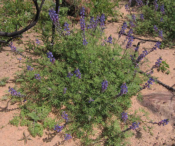 Detailed Picture 6 of Coulter's Lupine