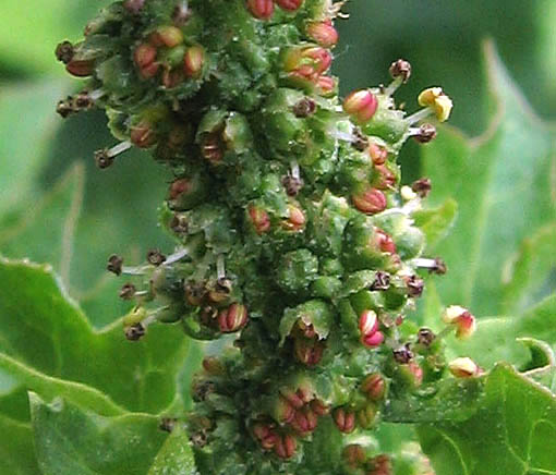 Detailed Picture 2 of California Goosefoot