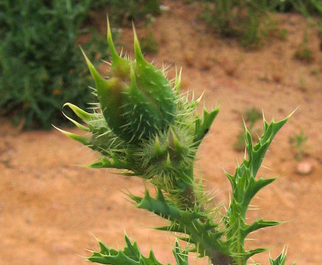 Detailed Picture 6 of Prickly Poppy