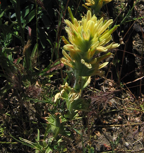 Detailed Picture 7 of Indian Paintbrush