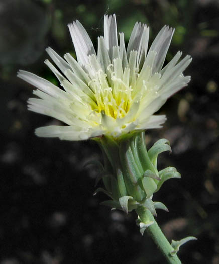 Detailed Picture 1 of California Chicory