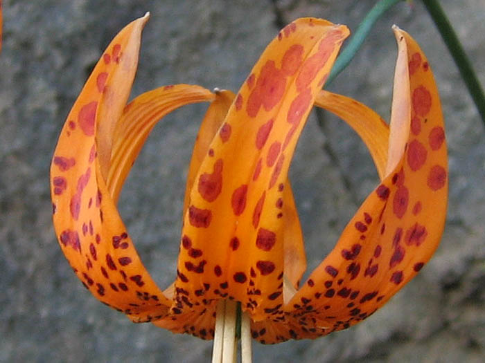 Detailed Picture 2 of Humboldt Lily