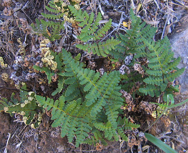 Detailed Picture 2 of Goldback Fern