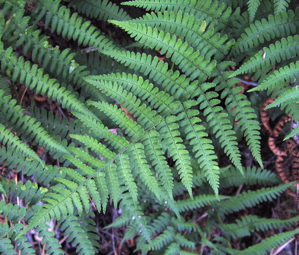 Detailed Picture 1 of Coastal Wood-fern