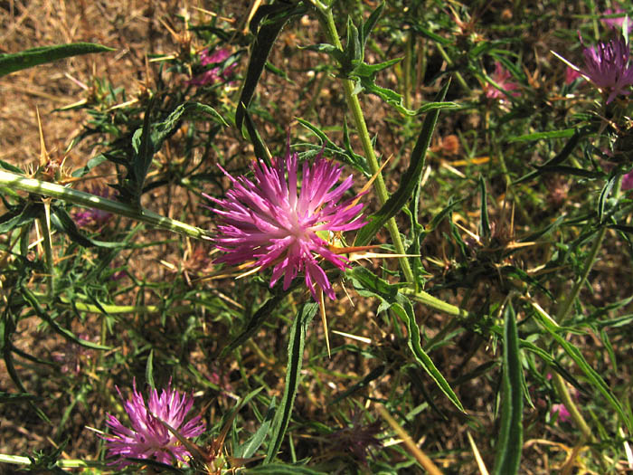Detailed Picture 3 of Purple Star-thistle