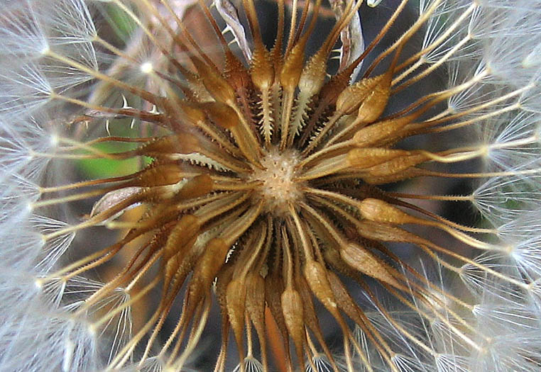 Detailed Picture 8 of Prickly Goldenfleece