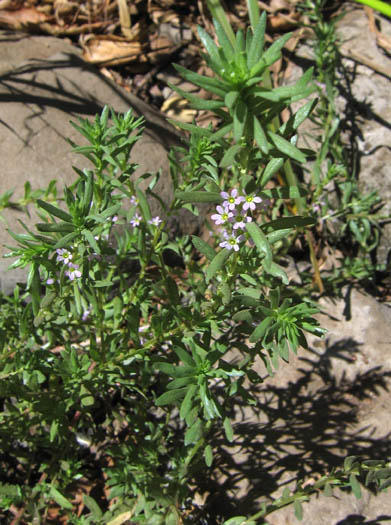 Detailed Picture 3 of Hyssop Loosestrife