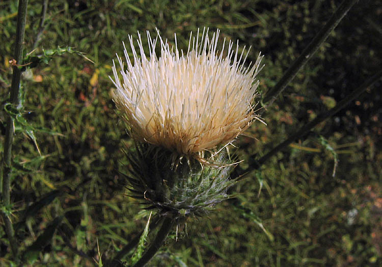 Detailed Picture 4 of California Thistle
