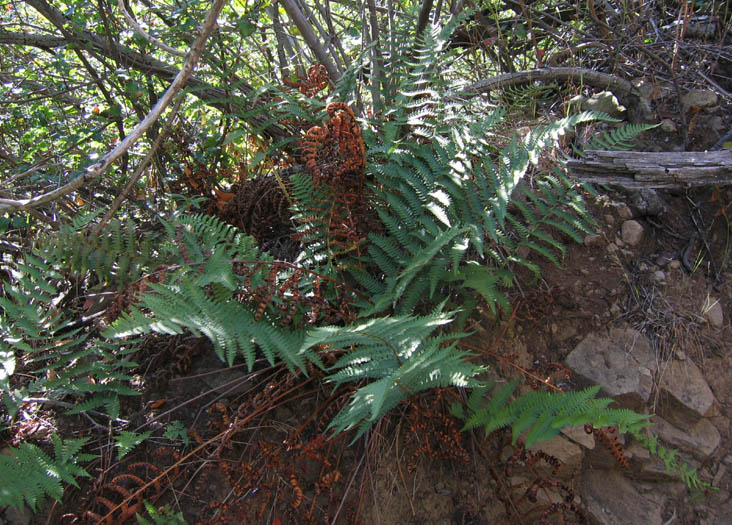 Detailed Picture 2 of Coastal Wood-fern