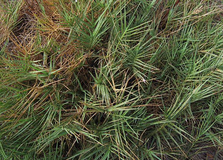 Detailed Picture 3 of Salt Grass