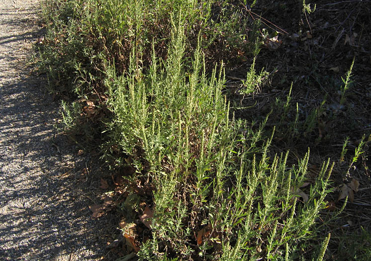Detailed Picture 5 of Western Ragweed