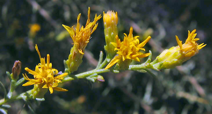 Detailed Picture 1 of Palmer's Goldenbush