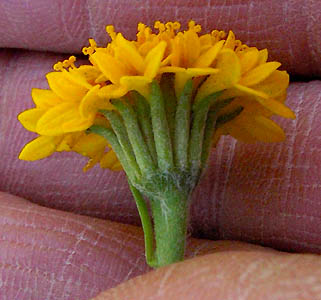 Detailed Picture 6 of Yellow Pincushion