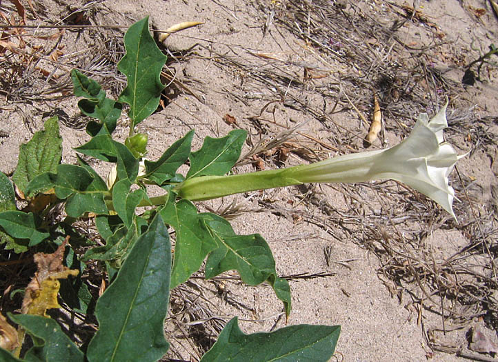 Detailed Picture 2 of Jimson Weed