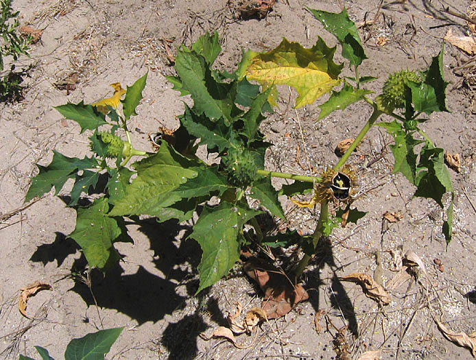 Detailed Picture 4 of Jimson Weed