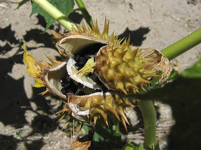 Detailed Picture 6 of Jimson Weed