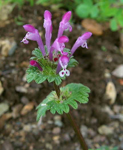 Detailed Picture 2 of Henbit