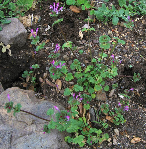 Detailed Picture 5 of Henbit