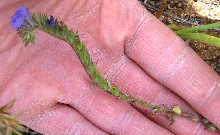 Detailed Picture 4 of Fern-leaf Phacelia