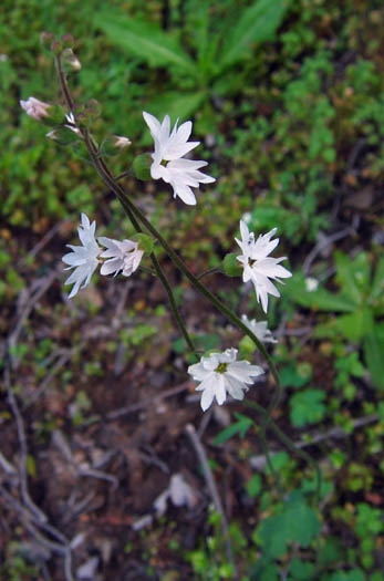 Detailed Picture 4 of Woodland Star