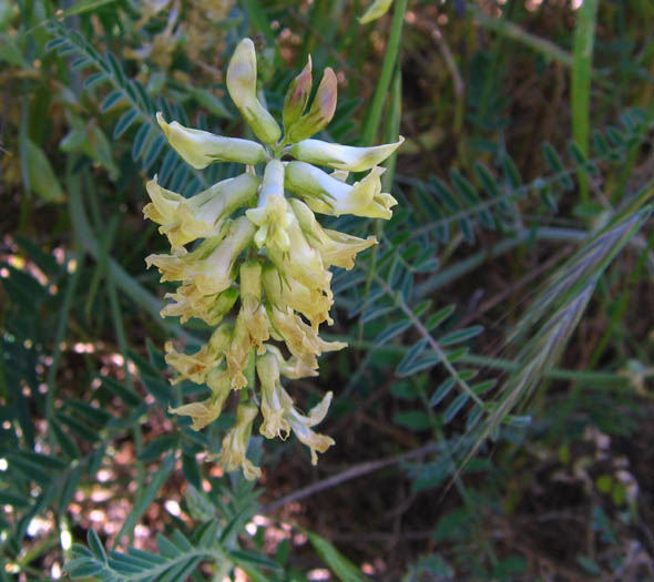Detailed Picture 2 of Southern California Locoweed